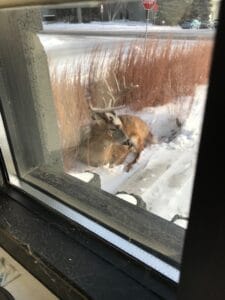 A buck finiding shelter