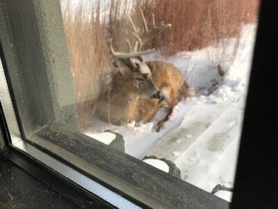 A buck finiding shelter