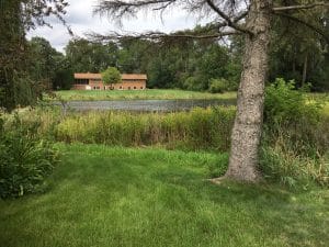Tall thick grasses along a lake shoreline between a tall willow tree and a conifer.