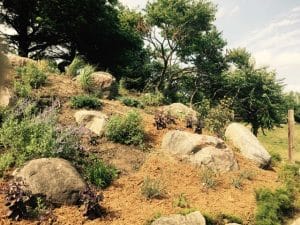 A sepia-toned hillside with bare mulch, rocks, small plants, and sumac trees behind.