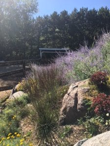 A side view of a rocky hill blooming with purple Russian Sage and yellow flowers to the right of a wooden fence.