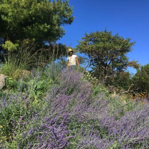 A landscaper standing on a rocky hillside with blooming purple Russian Sage flowers in front and sumac trees behind.