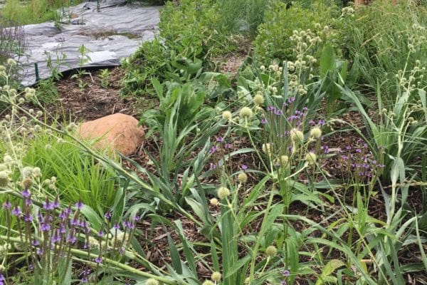 Lush native plants including purple flowers and spiky Rattlesnake Master along a mulch path.