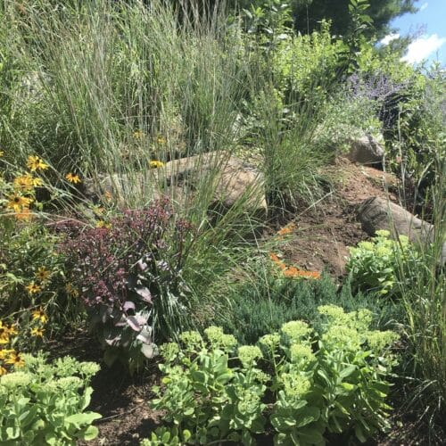 A variety of textured grasses and purple, yellow, and orange flowers on a hill.