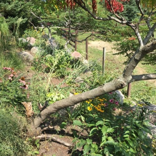 A sumac tree with bright red and green leaves on a hillside retaining the blooming flowers below. A fence is at the bottom of the hill in the background.