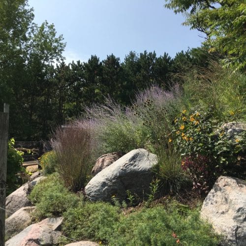 A side view of a rocky hill blooming with purple Russian Sage and yellow flowers to the right of a wooden fence.