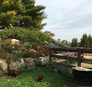 two chickens next to a rocky hillside with blooming red and purple flowers, and sumac trees and conifers behind. The chickens are enclosed by a wooden fence.