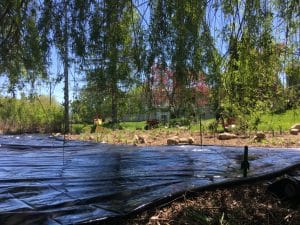 A wide swath of thick black plastic seen from under the long branches and leaves of a willow tree.