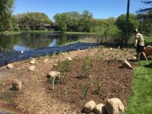 A landscaper with a wheelbarrow adding mulch to a newly planted shoreline along a lake.