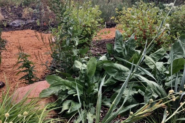 Lush native plants along a mulch path.