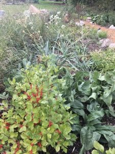 Lush native plants along a mulch path, including a bush with red berries and spiky white Rattlesnake Master.