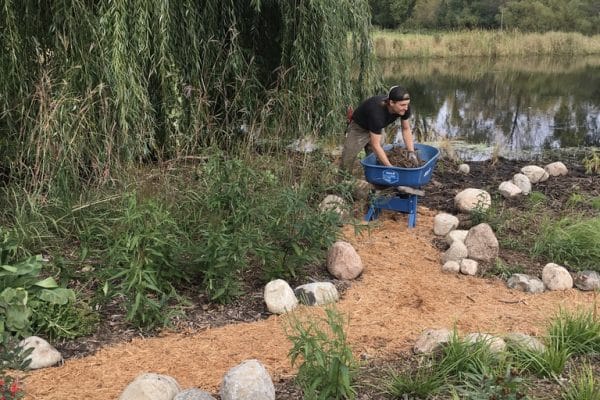 A landscaper with a wheelbarrow adding mulch to a rocky path next to a willow tree in front of a lake shoreline.