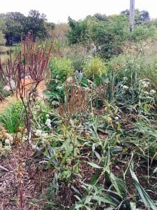 Lush, textured red plants including Culver's Root and spiky Rattlesnake Master.