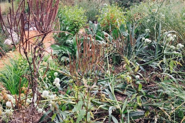 Lush, textured red plants including Culver's Root and spiky Rattlesnake Master.