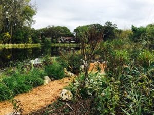 Veronicastrum in fall - a Light Dark native favorite