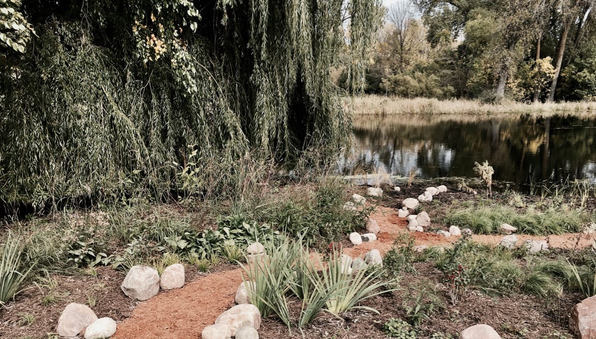 A willow tree, rocky path, and native plants in front of a lake shoreline.