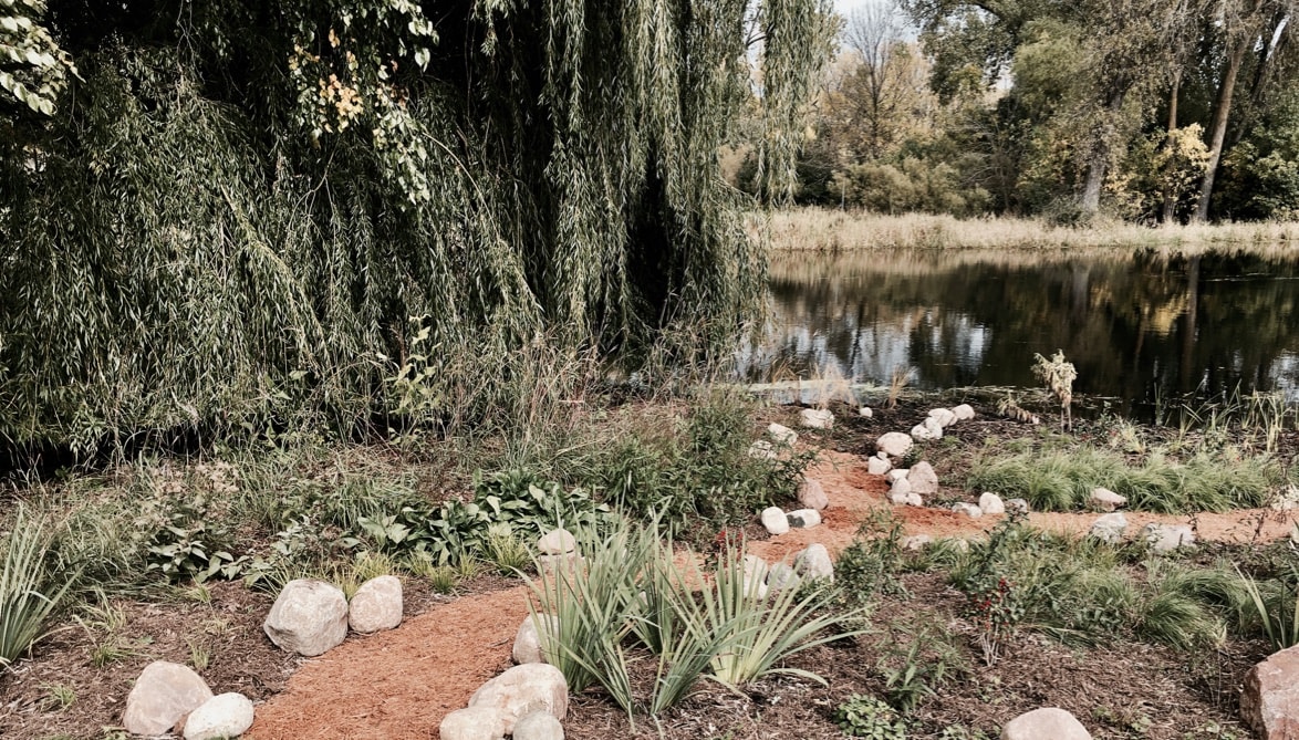 A willow tree, rocky path, and native plants in front of a lake shoreline.