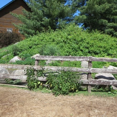 A thick green hillside with overgrown plants in front of a wooden fence with a brown wooden house behind.