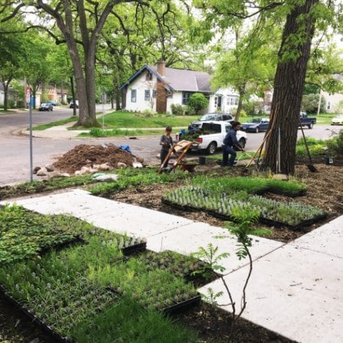 A landscaping crew member preparing trays of new plants in containers to be planted on the lawn of an urban house.