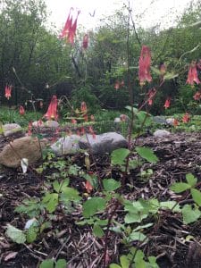 Native Columbine in the spring