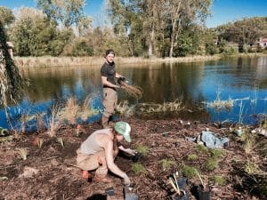 Two landscapers planting potted grasses along a muddy shoreline of a lake.