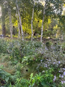Purple with birch