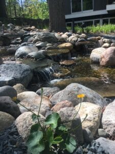 Water feature with spring Marsh Marigold
