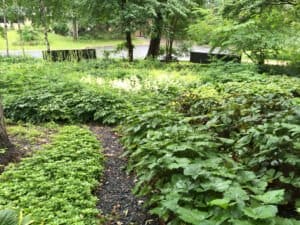 An overgrown lawn of lush plants with a narrow gravel path between.