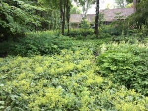 An overgrown yard with high plants, shrubs and trees and a house behind.