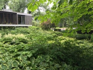 An overgrown lawn of lush plants in front of a grey and white mid-century home with a suspended screened in patio.