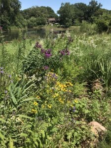 Deep purple, blue and yellow flowers blooming along a lake shoreline with large trees and a home on the other side of the shore.
