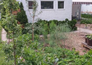 Edible plants in a lush backyard in front of a white house.