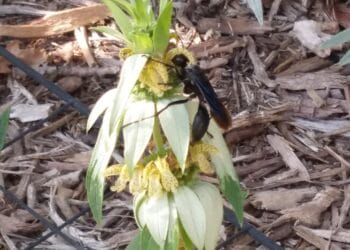 A large black wasp getting pollen from a blooming white and yellow flower.