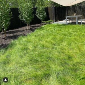 Fescue lawn alternative....I'd run barefoot in that!