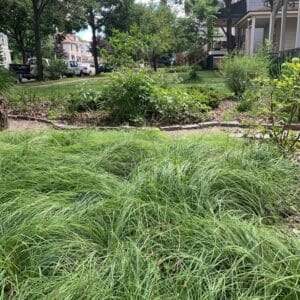 Sun/shade Carex lawn alternative