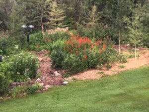 Who doesn't love Lobelia cardinals (Cardinal flower) in a raingarden!