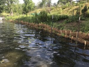 Stabilizing an eroded shoreline with coir logs and native plantings