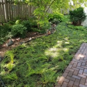 Wet and shady Carex lawn alternative