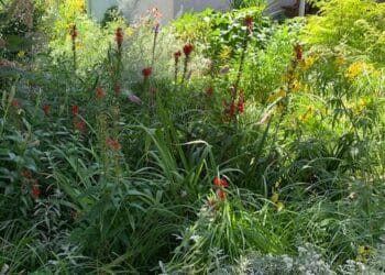 A permaculture yard filled with tall grasses, blooming red and yellow flowers, and shrubs in front of a white house.