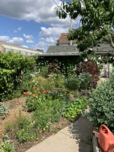 Numerous edible plants including vegetables and fruit trees along a path leading to a shed.