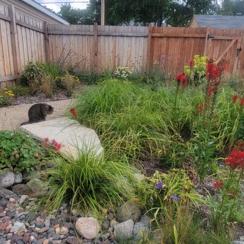 Landscaping Portfolio - Light Dark Landscape 1 A striped brown cat looking into a rocky dry creek filled with grasses and blooming red flowers.