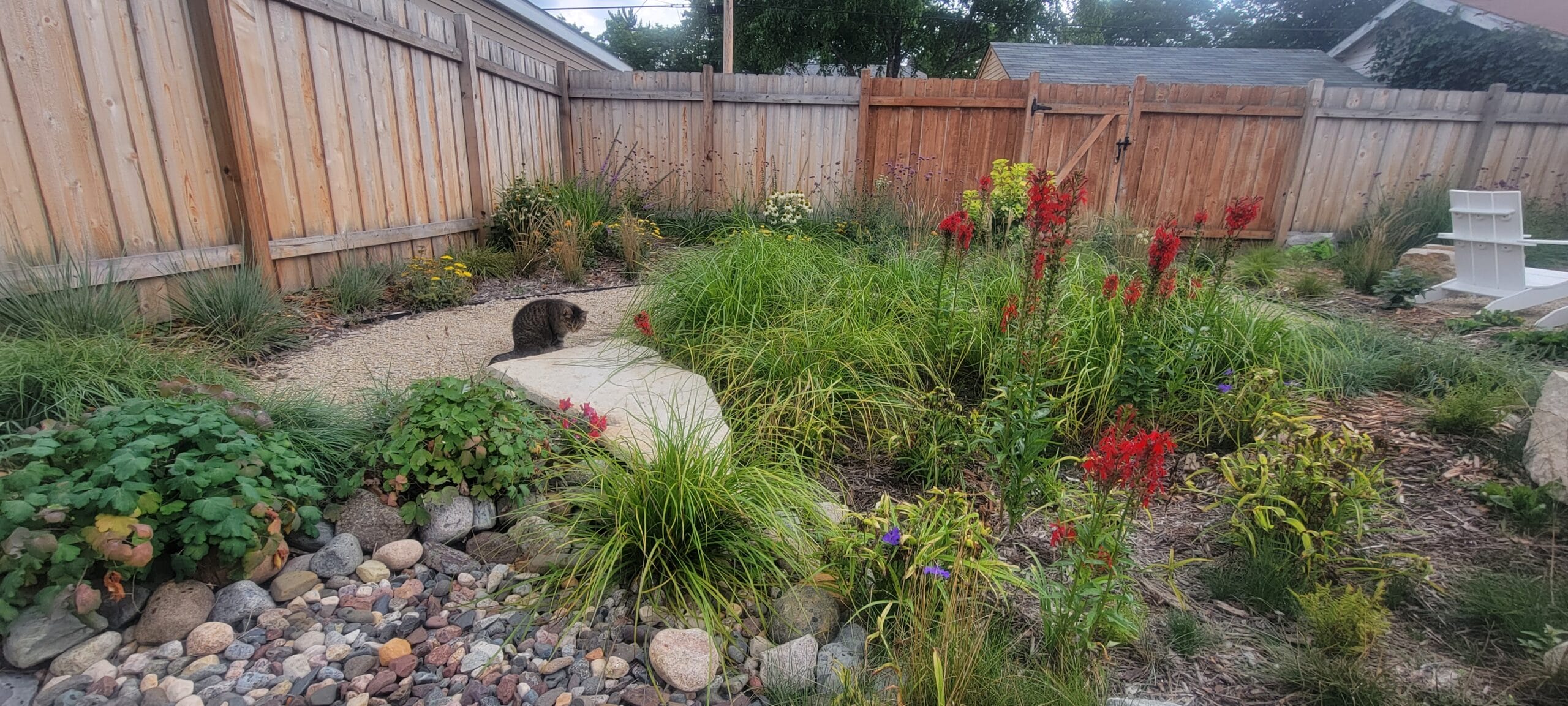 A striped brown cat looking into a rocky dry creek filled with grasses and blooming red flowers.