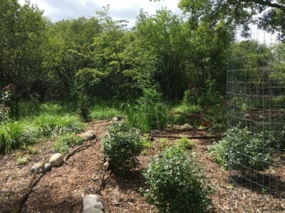 A fenced in area with new plants, boulders, and paths, that was cleared of invasives by pigs.