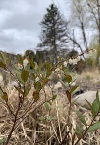 Bog birch in bloom 1 1