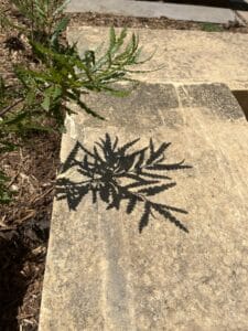 A branch from a native sweetfern plant casts a delicate shadow across the surface of a large rectangular limestone block which is part of the patio retaining wall.