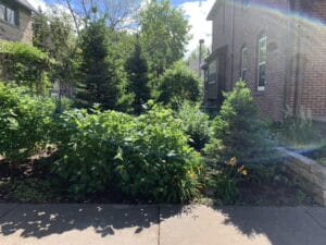 An overgrown mix of shrubs including three dwarf spruce trees and multiple hydrangeas appears to fill the entire yard in the Milwaukee Avenue neighborhood of Minneapolis.