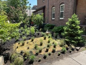 Dozens of potted Minnesota native prairie species have been laid out in loose rows across a large patch of prepped soil, waiting to be planted in the ground.