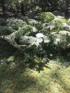 A dense clump of ferns and jack-in-the-pulpit grows over mossy ground in a densely shaded woodland edge on property in suburban Minnesota.