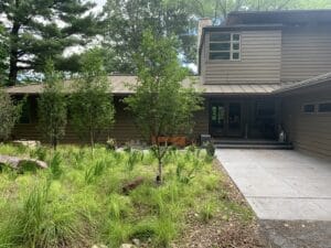 A summer grove of small birch trees growing above a lush understory of green sedge and iris runs along a wide, freshly poured concrete walk leading to the entrance of a stately prairie style home.