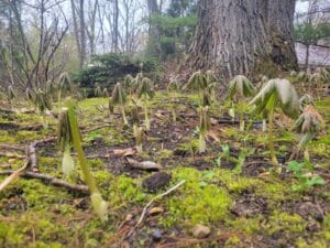 A large cluster of newly sprouted mayapple grows over moist, mossy ground in a woodland edge on property in suburban Minnesota in the early spring.